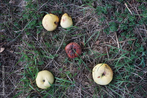 apple