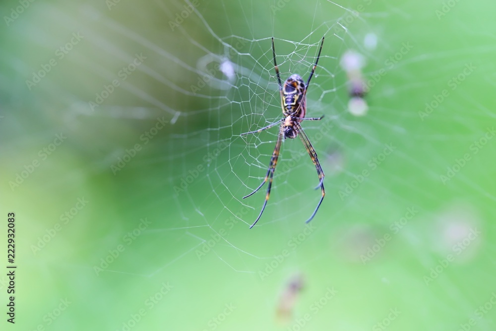 Golden Orb Web Spider on web, Brisbane, Australia Golden Orb Web Spider on web, Brisbane, Australia