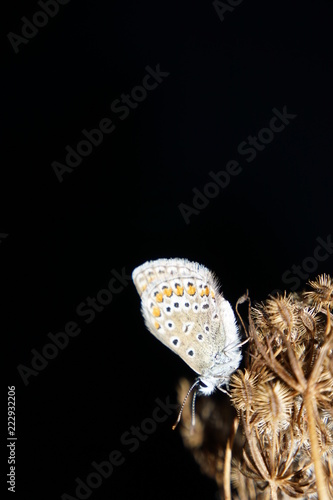 butterfly, macro