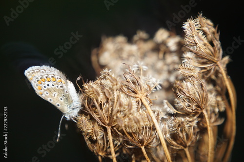 butterfly, macro