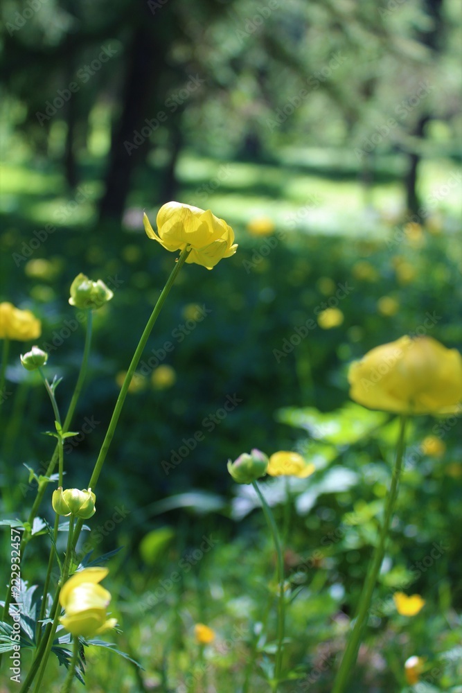 Obraz premium The yellow king