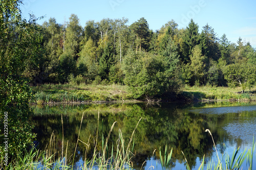 Lake in the forest