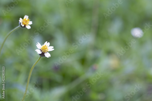 Flower grass in nature with blurred background.