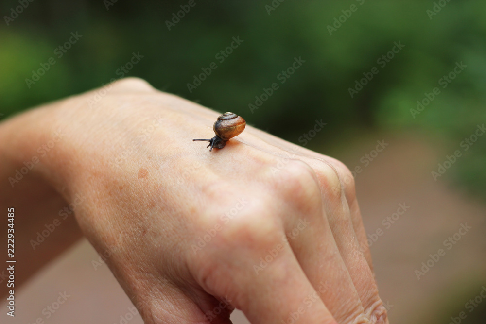 Obraz premium Snail on the hand
