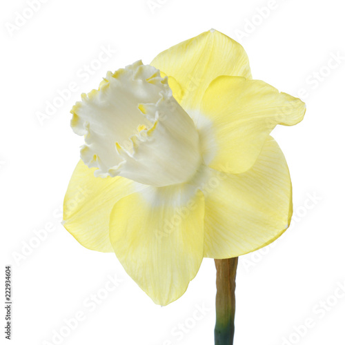 Yellow daffodil flower isolated on white background.