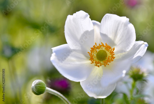 closeon white windflower in greean background