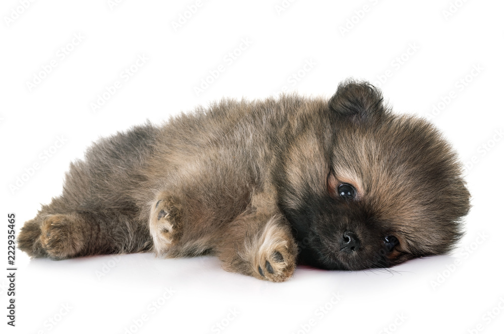 Fototapeta premium puppy pomeranian in studio