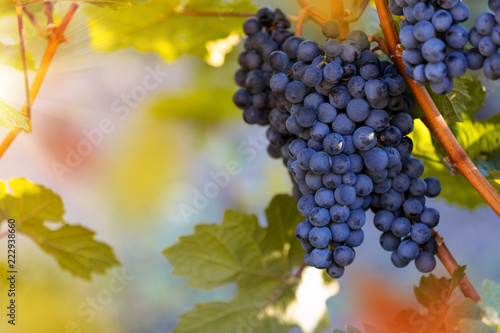 Bunch of grapes on a vineya...