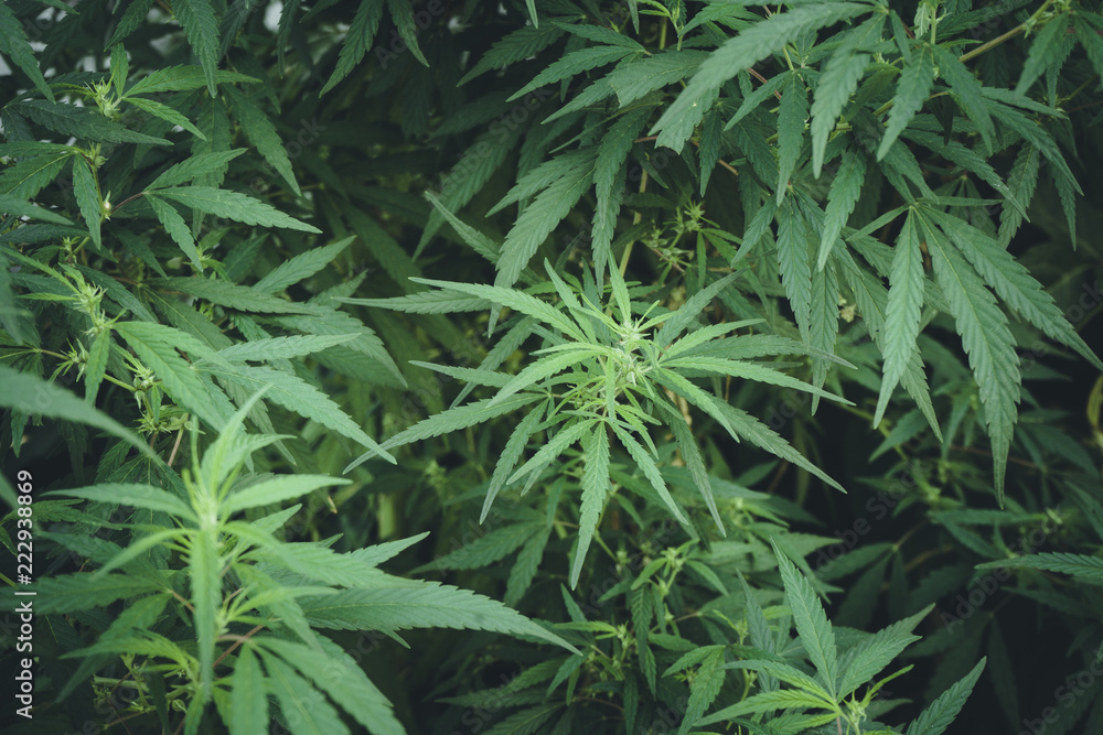 Real plant Marijuana or cannabis, marijuana in the botanical garden. narcotic drug. Horticulture of medicines Real plant Marijuana or cannabis, marijuana in the botanical garden. narcotic drug. Horticulture of medicines