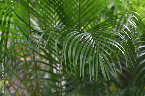 Natural background Tropical palm branch Travel Vacations Closeup