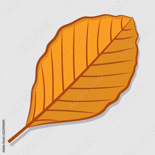 Beech autumn leaf isolated on a white background. Flat design Vector illustration