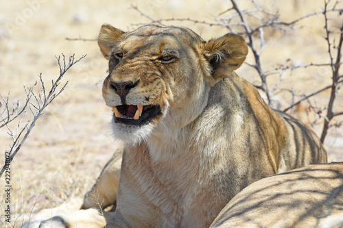 Fototapeta Naklejka Na Ścianę i Meble -  Löwin (Panthera leo) bei der Mittagsruhe im Etosha Nationalpark (Namibia)