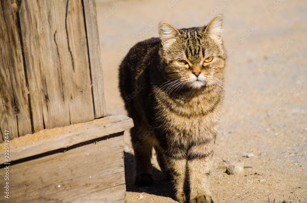 Obraz premium The cat squintes