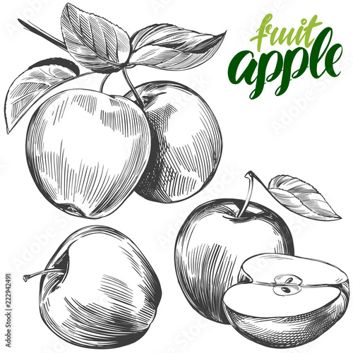 apple fruit set hand drawn vector illustration sketch