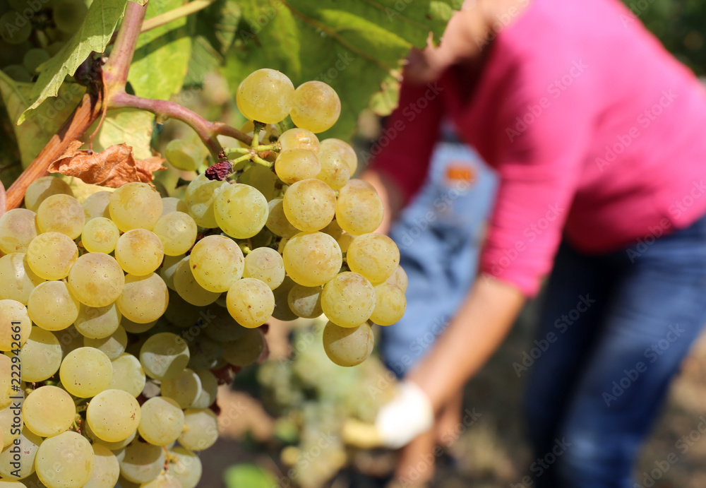 Obraz premium Weinlese