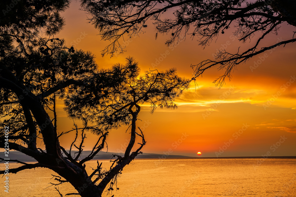 golden sunset through pine trees