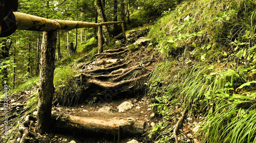 Forest stairs