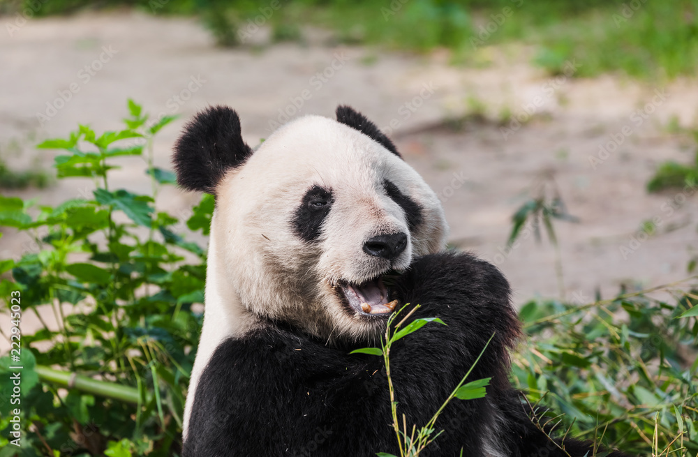 Obraz premium Giant panda