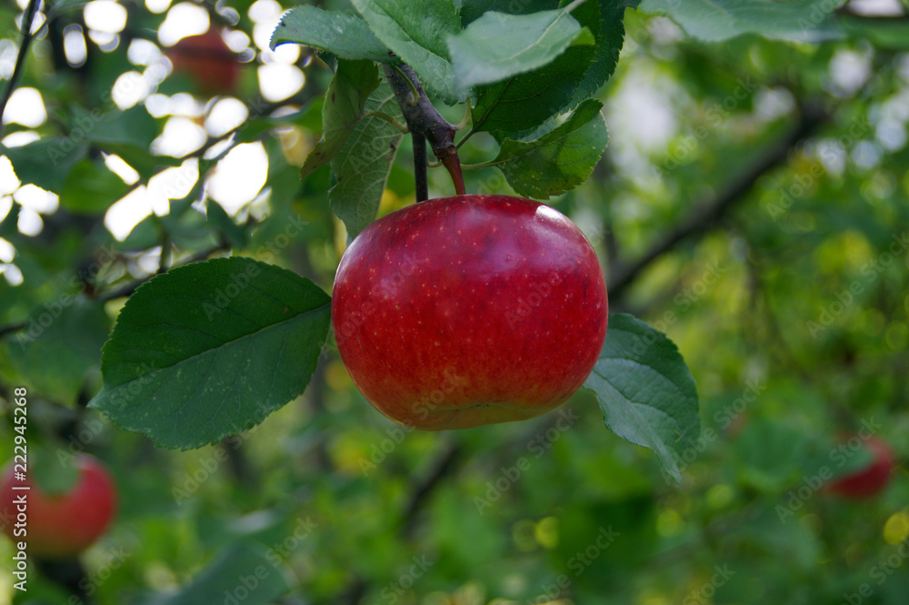 Apple on tree Apple on tree