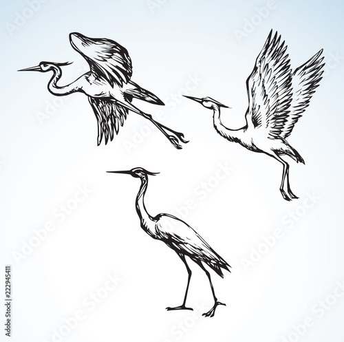 Stork. Vector drawing
