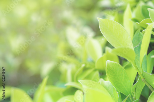 Nature fresh green leaf plant in outdoor park. Garden natural foliage botany texture closeup background. Ecology and environment concept.