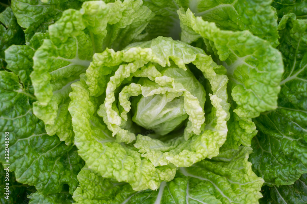 Close up fresh organic green cabbage plant vegetable farm in the garden. Agriculture background texture caoncept. Close up fresh organic green cabbage plant vegetable farm in the garden. Agriculture background texture caoncept.