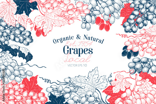 Grape berry frame template. Hand drawn vector fruit illustration. Engraved style vintage botanical background.