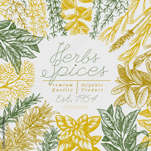 Culinary herbs and spices banner template. Vector background for design menu, packaging, recipes, label, farm market products. Hand drawn vintage botanical illustration.