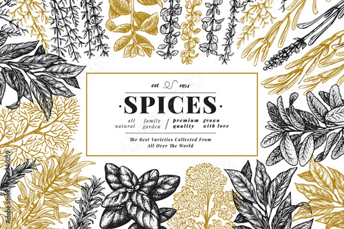 Culinary herbs and spices banner template. Vector background for design menu, packaging, recipes, label, farm market products. Hand drawn vintage botanical illustration.