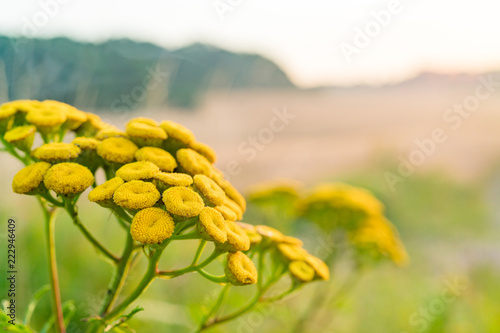 Tanacetum flowers on meadow