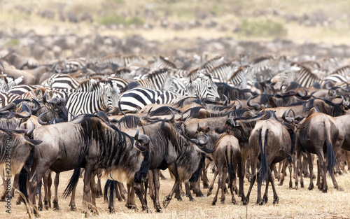 Fototapeta Naklejka Na Ścianę i Meble -  Zebra and wildebeest herds in the Masai Mara