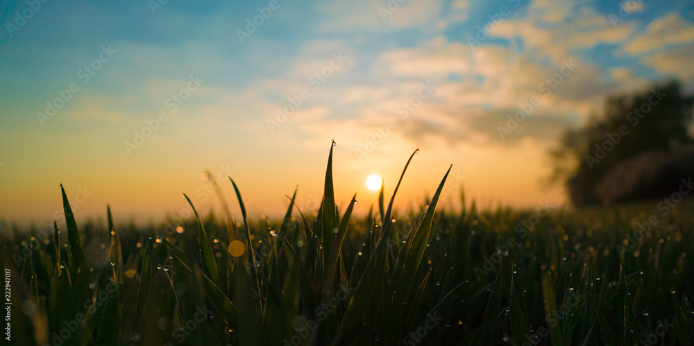 Sunrise in green rural field