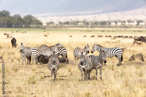 Zebra and wildebeest in the grasslands of the Masai Mara