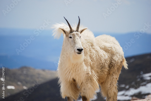 Mountain goat in Colorado's Rocky Mountains, United States.