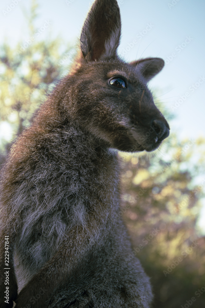 Fototapeta premium Australian bush wallaby outside during the day.
