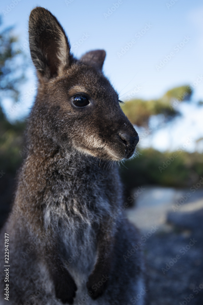 Australian bush wallaby outside during the day. Australian bush wallaby outside during the day.