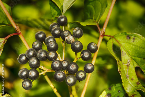 Acai berry