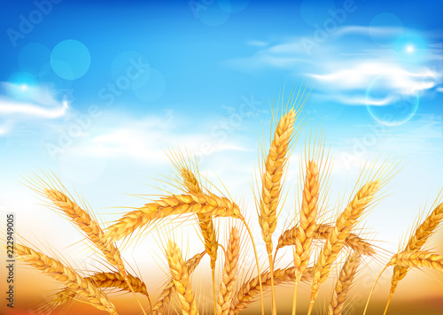Golden wheat ears and blue sky. Vector illustration.