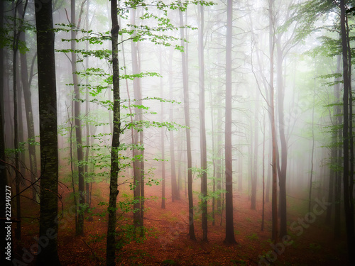 White thick mist in dark forest with rusty leaves in autumn 