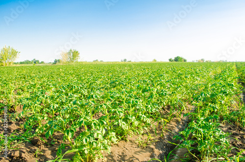 potato plantations grow in the field. vegetable rows. Landscape with agricultural land. farming, agriculture. selective focus