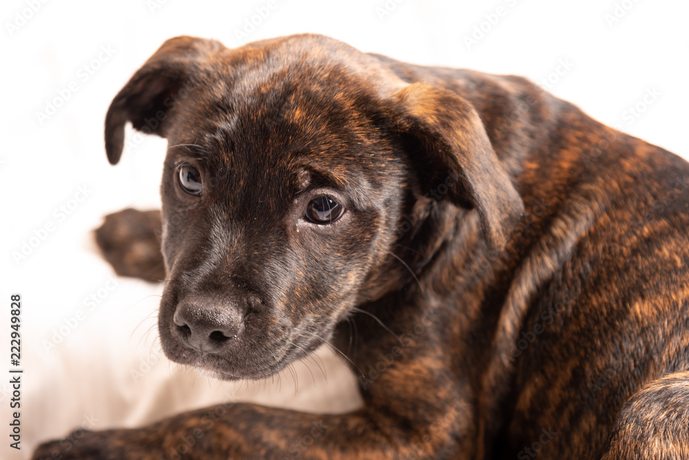 Mixed breed puppy isolated on white background.