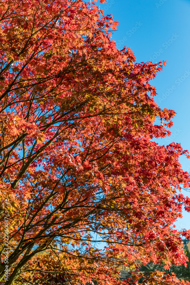 Autumn landscape tree with golden leaves in autumn and sunrays. Beautiful landscape with magic autumn trees and fallen leaves Autumn landscape tree with golden leaves in autumn and sunrays. Beautiful landscape with magic autumn trees and fallen leaves