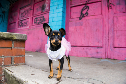 Fototapeta Naklejka Na Ścianę i Meble -  Little dog in an elegant dress and with one trailing ear