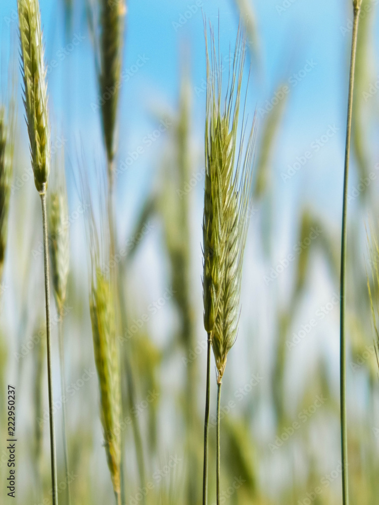Close up of wheat pla Close up of wheat pla