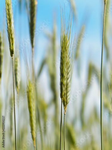 Close up of wheat pla