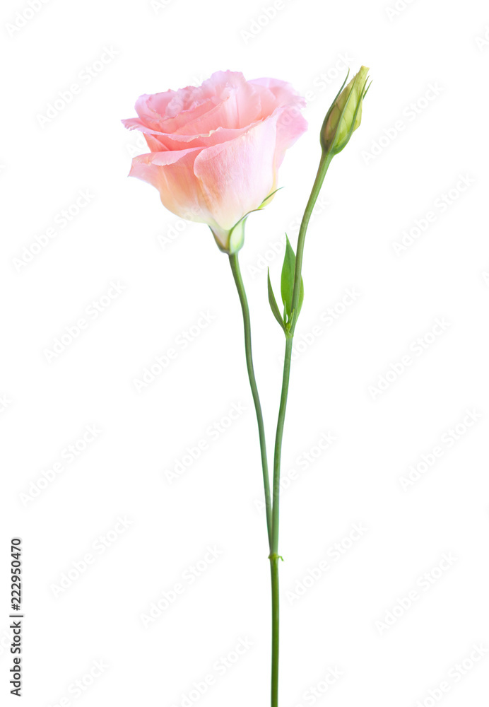 Light pink flower of  Eustoma   isolated on  white background.