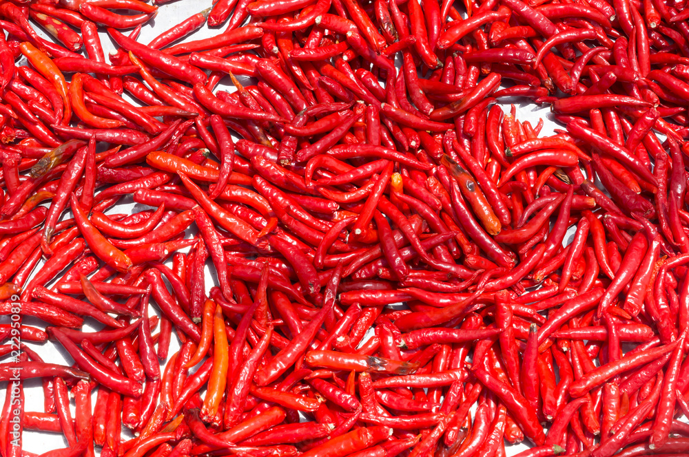 Fototapeta premium Red chilli exposed to sunlight to get dried