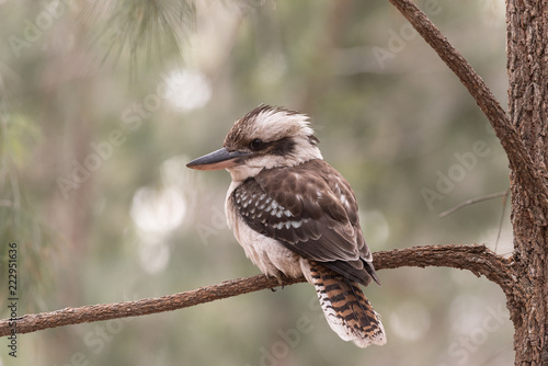 Laughing kookaburra perched on a tree branch in Blackdown Tablelands National Park, Queensland, Australia.