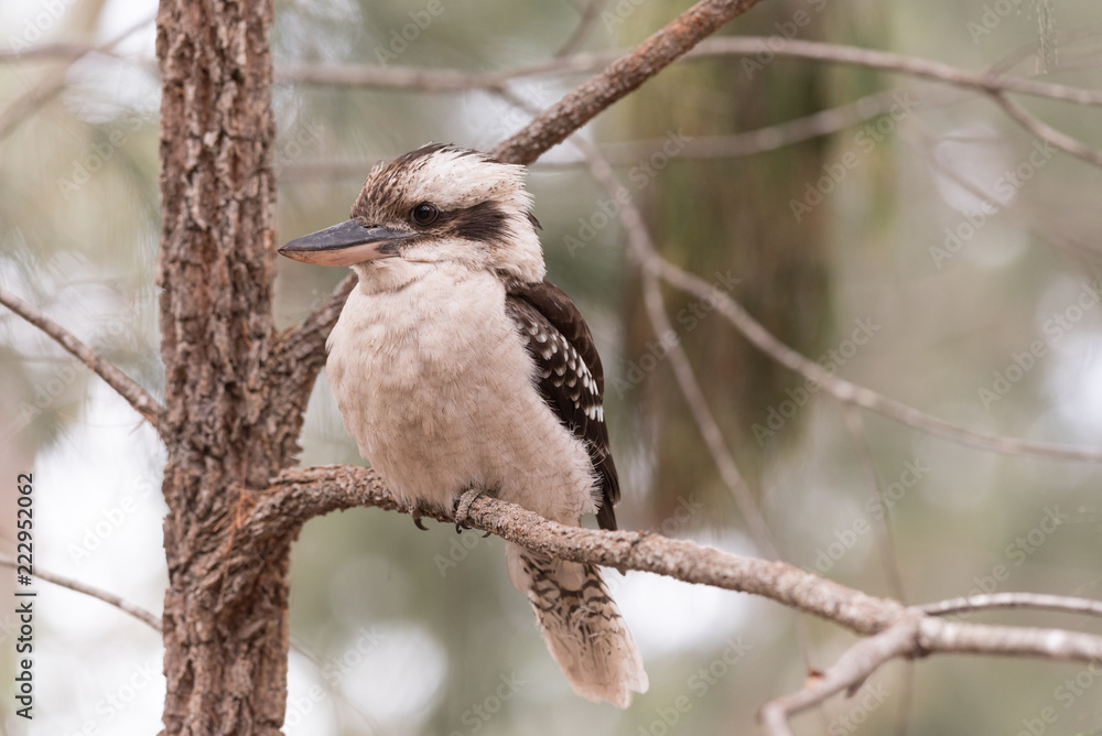 Laughing kookaburra perched on a tree branch in Blackdown Tablelands National Park, Queensland, Australia. Laughing kookaburra perched on a tree branch in Blackdown Tablelands National Park, Queensland, Australia.