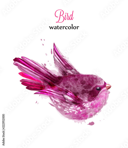 Small bird Colorful watercolor Vector. beautiful illustration painted styles